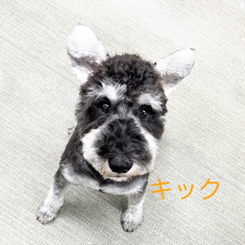 生徒が撮影してくれた写真②